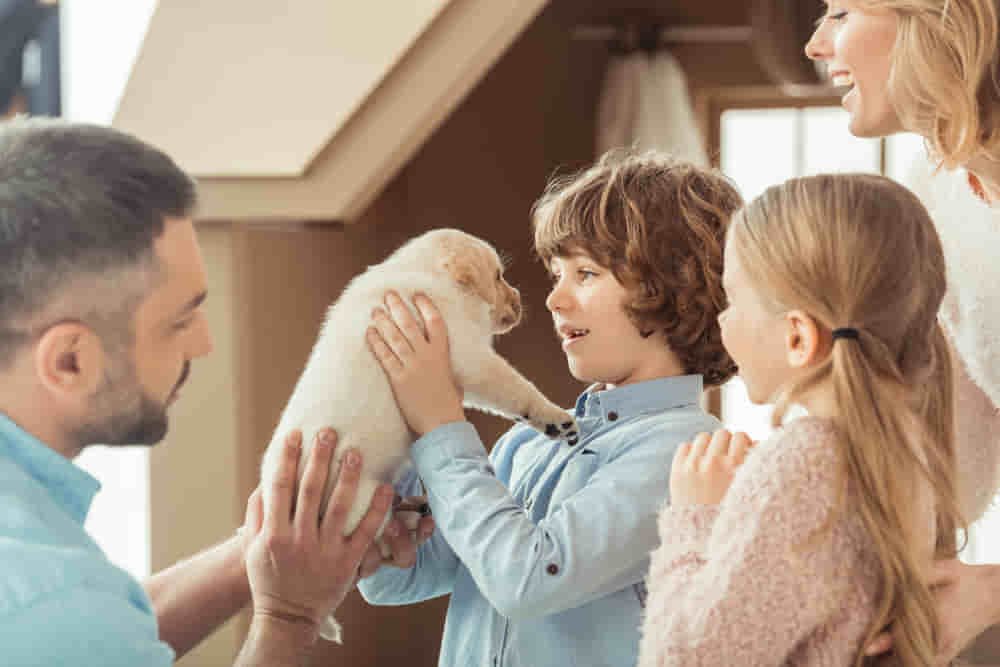 Puppy Training in Fort Myers