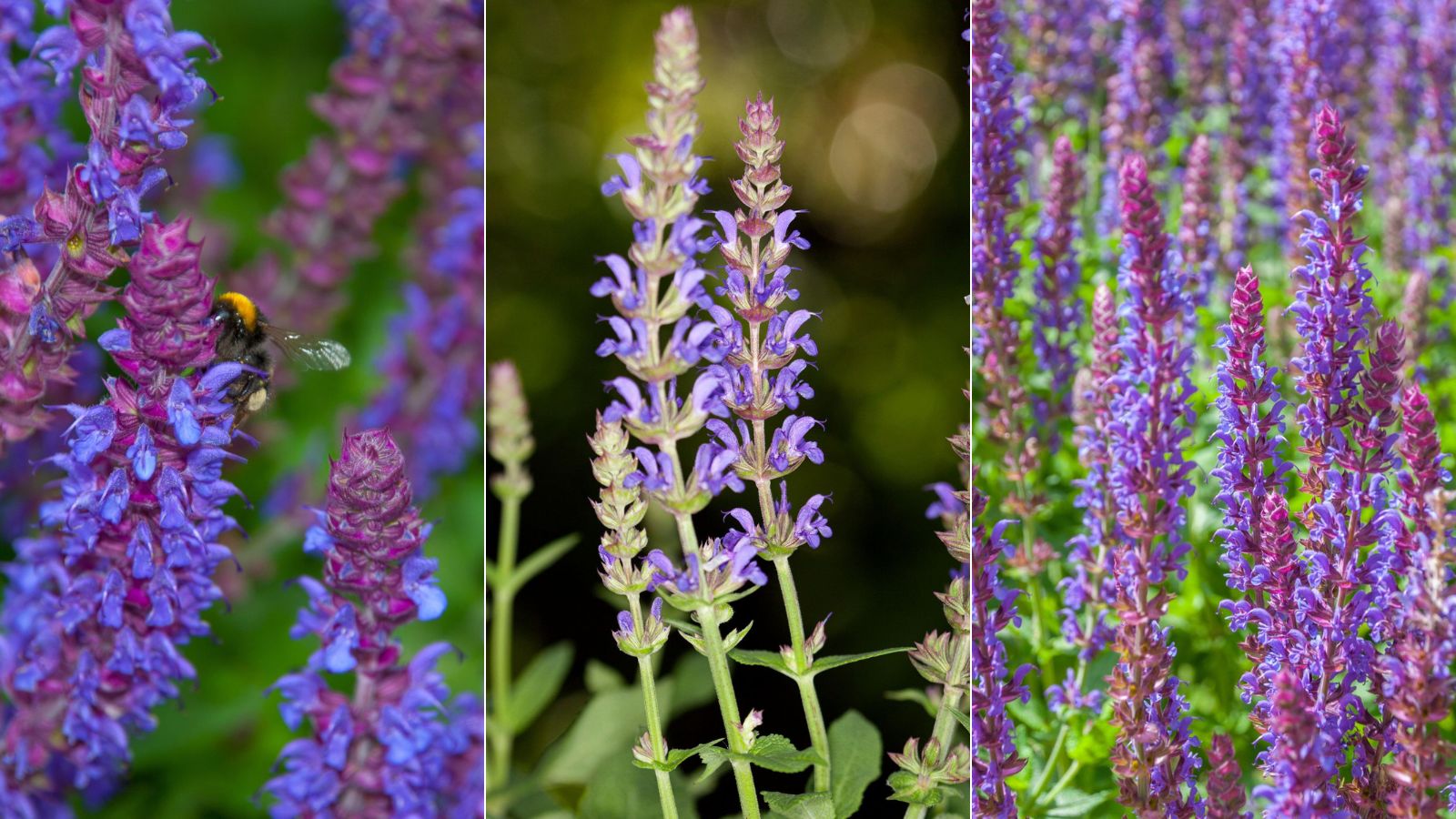 Are You Supposed To Deadhead Salvias?