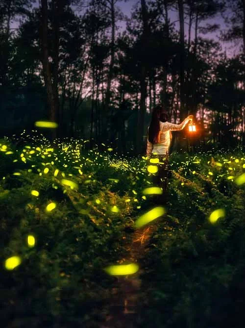 What does a firefly mean to a spiritual person?